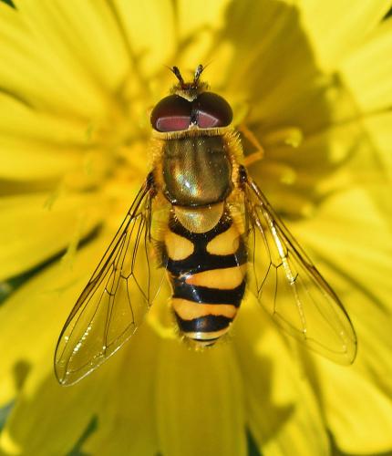 Réf. 331 896 : Syrphus vitripennis